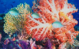 underwater photograph of bright pink and yellow coral reef