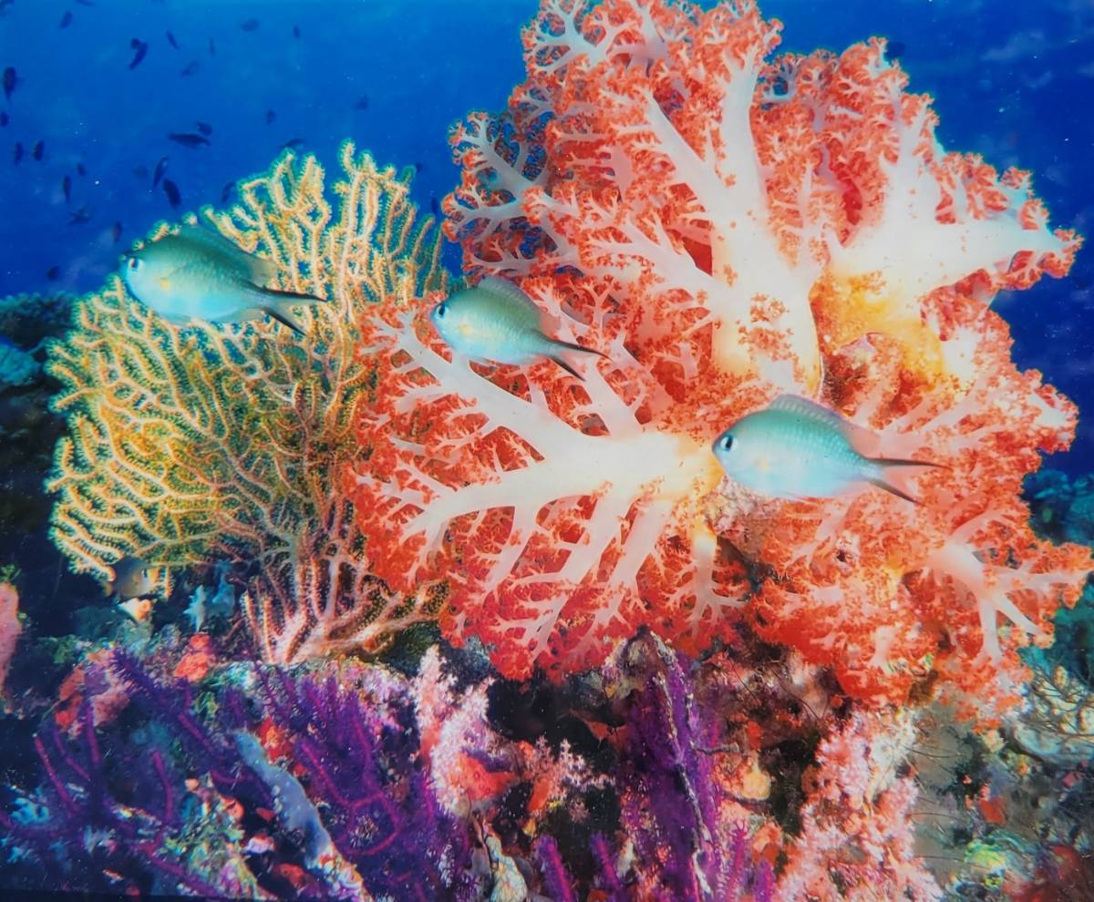 underwater photograph of bright pink and yellow coral reef