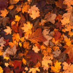 Autumn Views Exhibit & Reception
