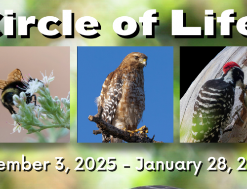 Circle of Life! Exhibition