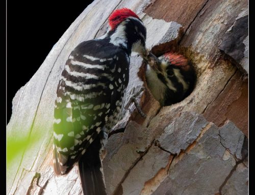 Circle of Life! Exhibition