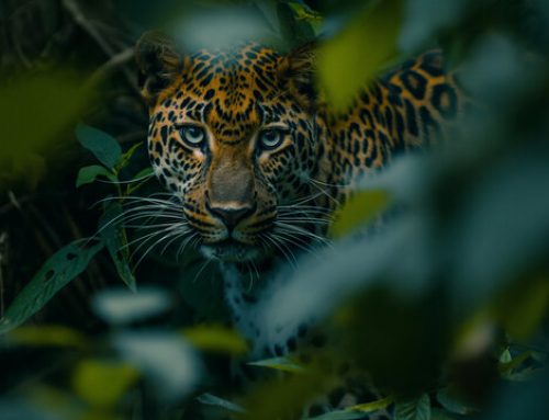 “Animal Kingdom” Exhibition