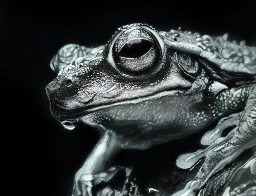 “Saving Endangered Wildlife Through Fine Art” Exhibit